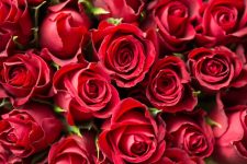Blumen